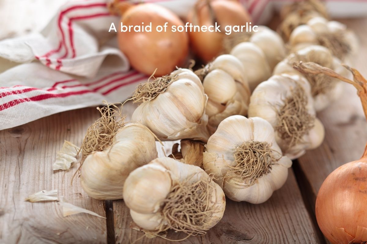 An Introduction to the Different Types of Garlic The Seed Collection